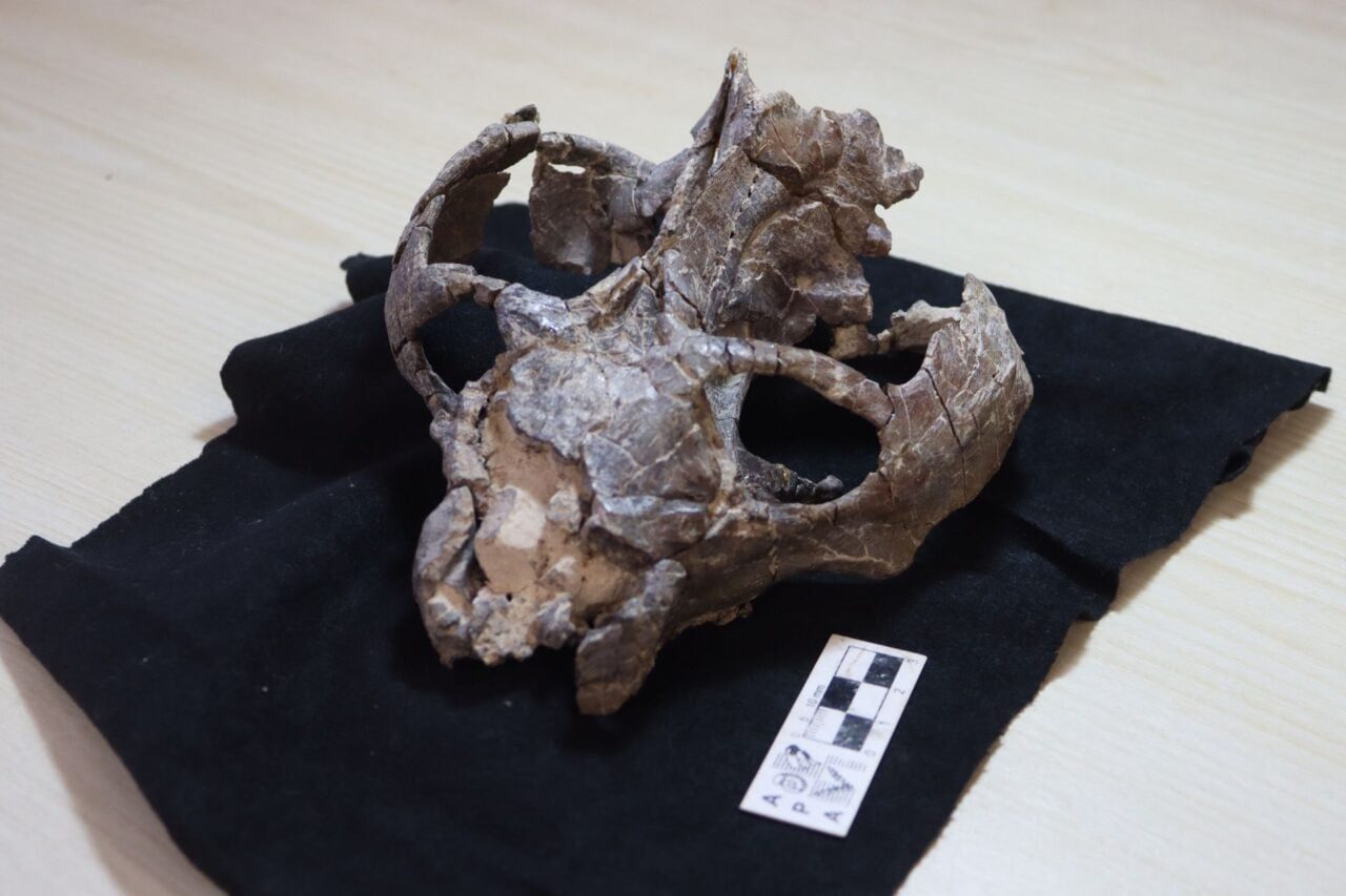 Fosila veche de 236 de milioane de ani demonstrează pentru prima dată că o specie de reptilă asemănătoare mamiferelor a dat naștere unor pui vii