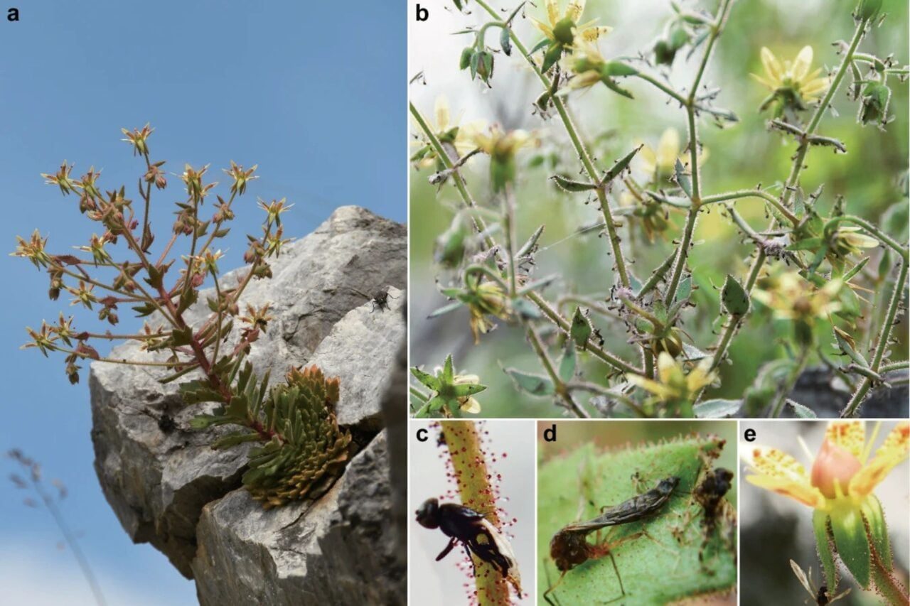 Planta pitică de stâncărie bănuită de Darwin tocmai și-a dezvăluit metoda de crimă